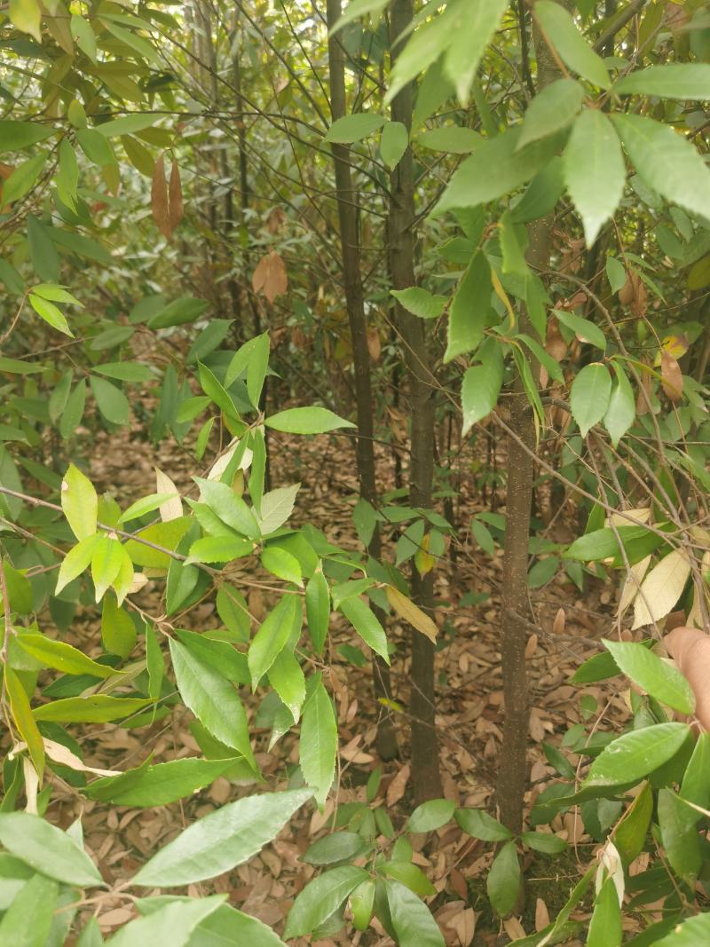 2～3公分青冈栎苗，4公分青冈栎价格，青冈栎基地