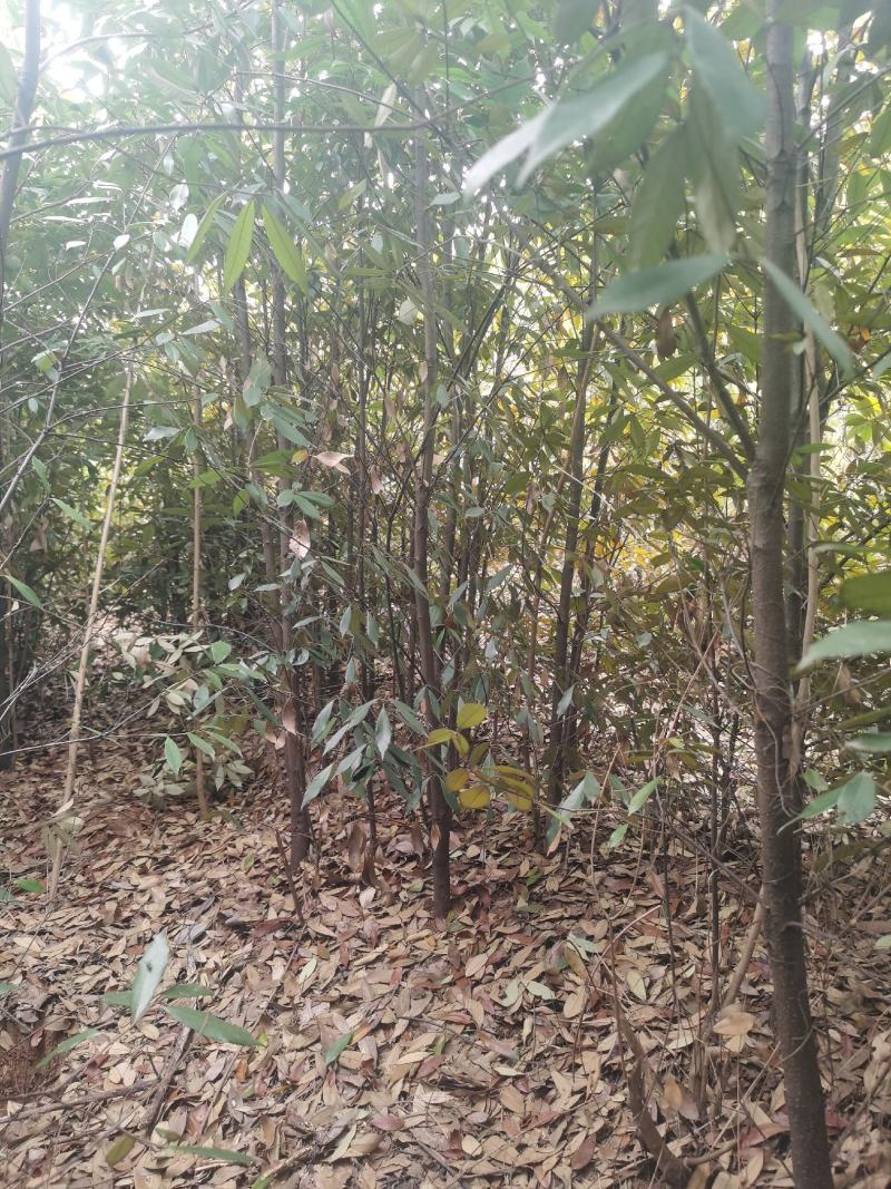 2～3公分青冈栎苗，4公分青冈栎价格，青冈栎基地