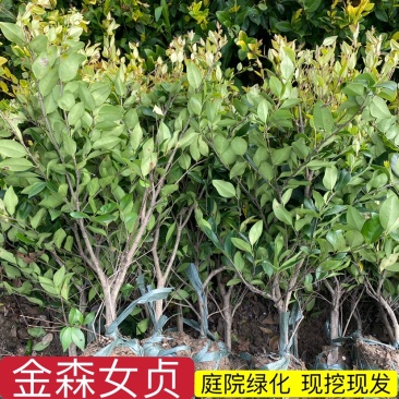 金森女贞小苗色块毛球精球等，规格齐全基地直销