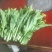 白菜苔，量不大几千斤，要的联糸