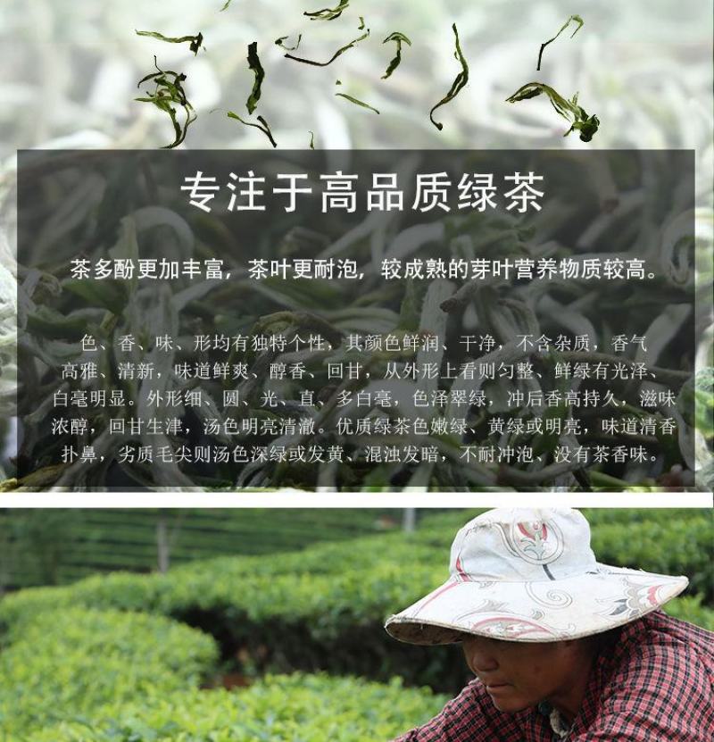 云南茶叶普洱绿茶新茶毛尖甘肃临夏翠茗春尖浓香型滇绿嫩