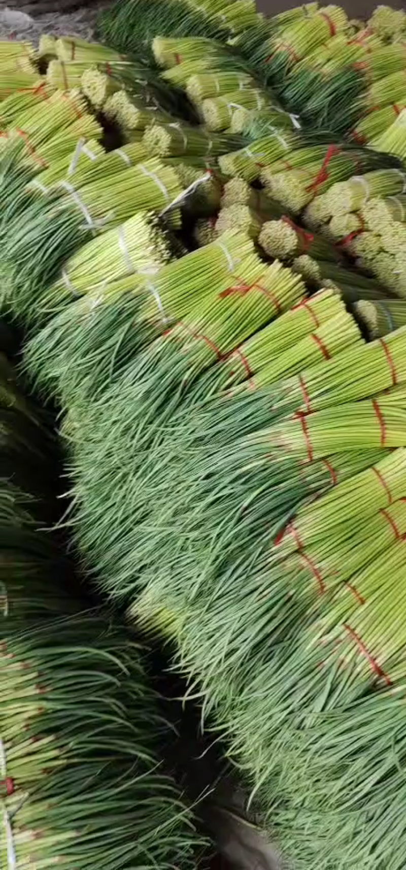 淮阳蒜苔大量上市全干薹，不打水，量大从优，欢迎订购