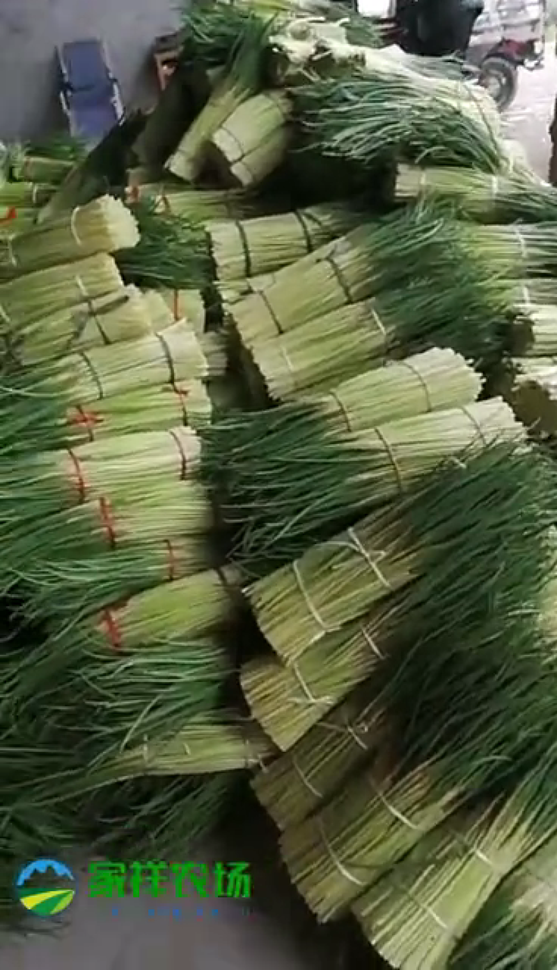淮阳蒜苔大量上市全干薹，不打水，量大从优，欢迎订购