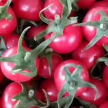 精品小番茄樱桃西红柿一手货源全国欢迎致电
