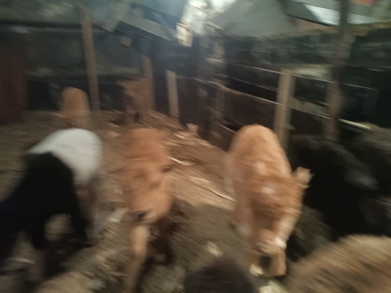 改良小黄牛，原生态放养，喜欢养殖的朋友欢迎咨询，
