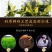 云南景迈山晒红茶浓香型叶春茶花蜜香甜澜沧滇红茶