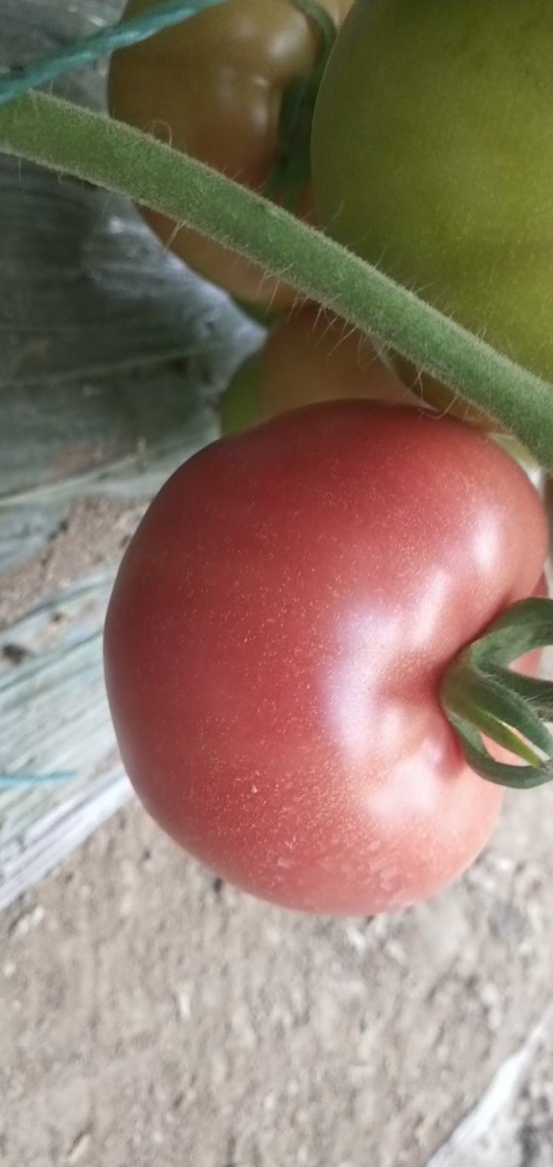 蔬菜平度市优质口感西红柿大量上市