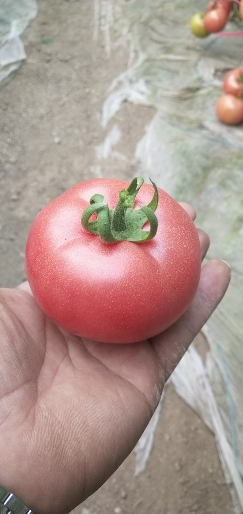 蔬菜平度市优质口感西红柿大量上市