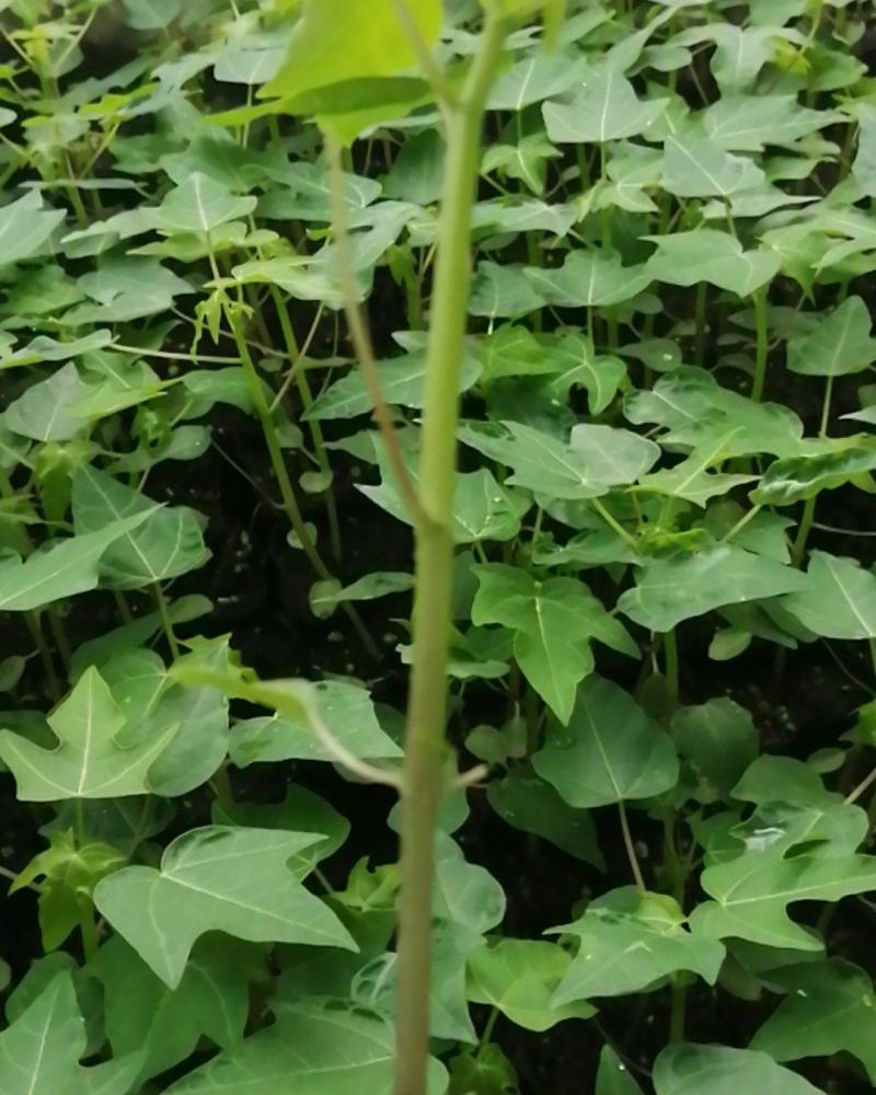 大青红肉水果木瓜苗营养土杯的，有大量的现货，看上的请联系