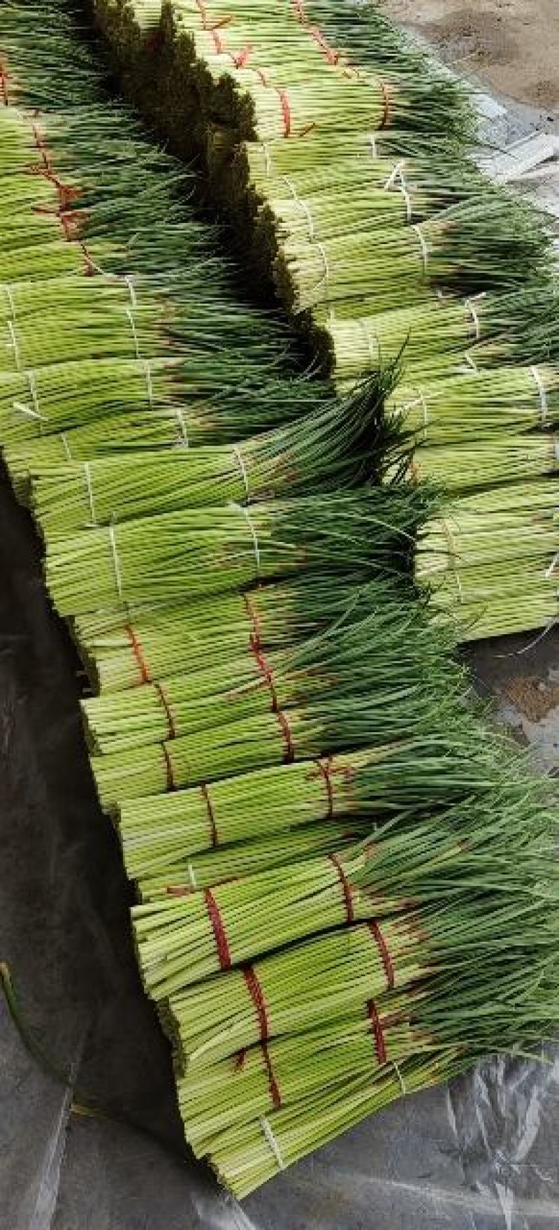 周口淮阳早熟红帽蒜薹大量供应，干苔不打水，出称高优质价廉