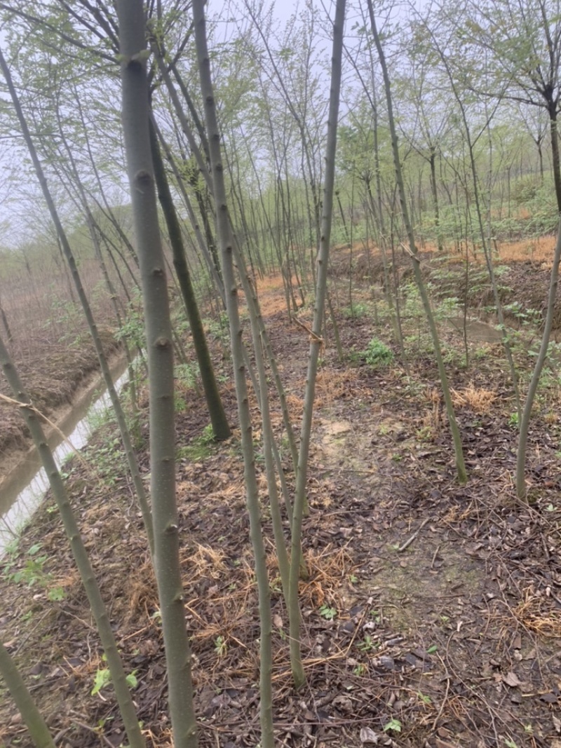 朴树小苗，朴树，2_3公分朴树小苗，二年生朴树小苗