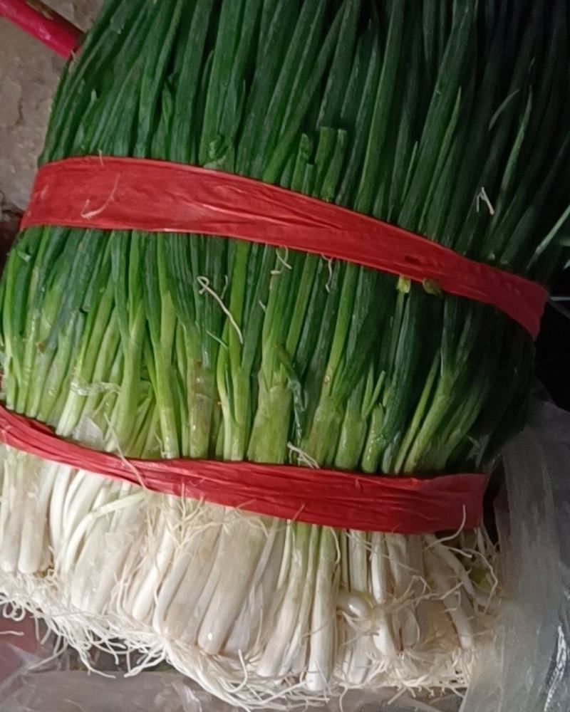 云南高质量小香葱批发