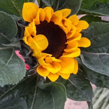 向日葵，自家基地，各种鲜花，全国可发，价格实惠
