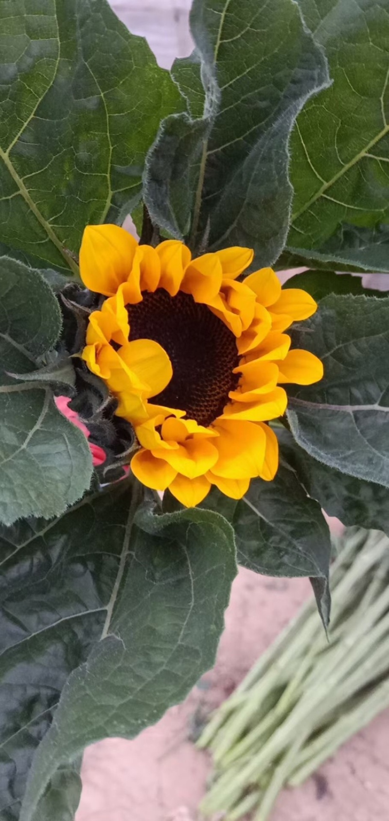 向日葵，自家基地，各种鲜花，全国可发，价格实惠