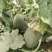 大量西州蜜25.17上市了欢迎新老客户采购