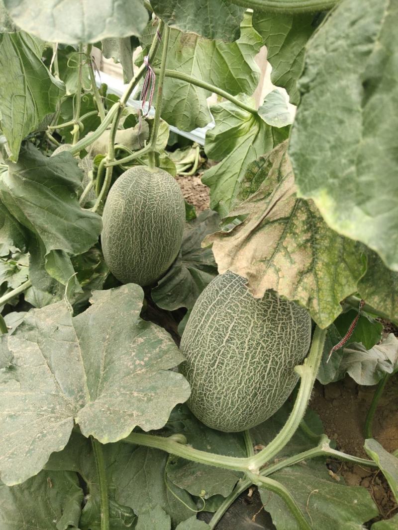 大量西州蜜25.17上市了欢迎新老客户采购