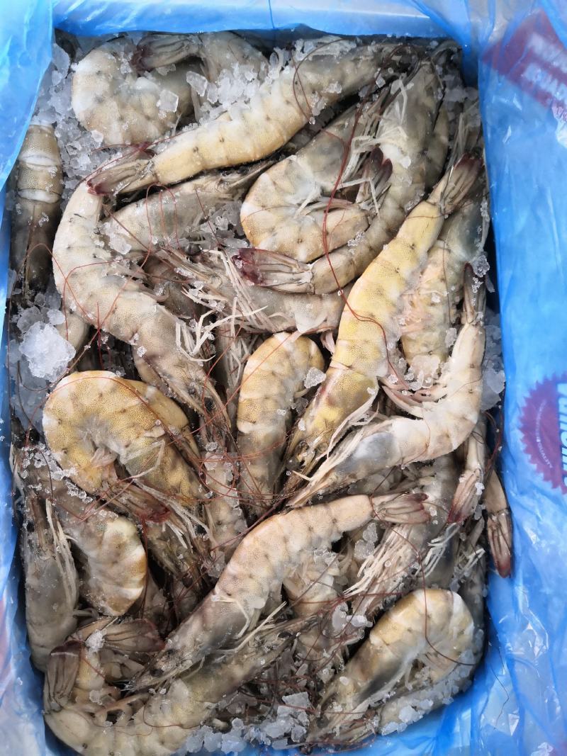 盐冻虾大虾海浦大虾厄瓜多尔白虾