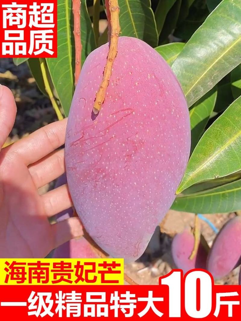 海南贵妃10斤装大果新鲜现摘芒果红金龙【一件代发】