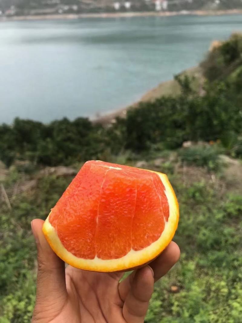秭归血橙红心橙树上鲜果产地一手货源保质保量