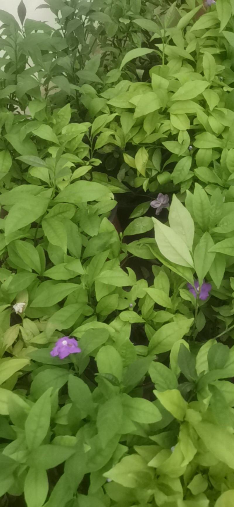 鸳鸯双色茉莉花，紫色茉莉花，浓香型盆栽好