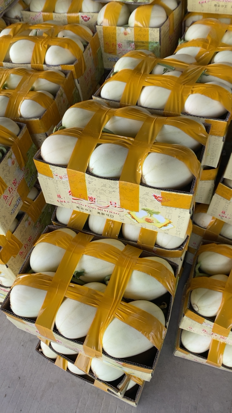 正宗东方蜜上市量大从优质量保证