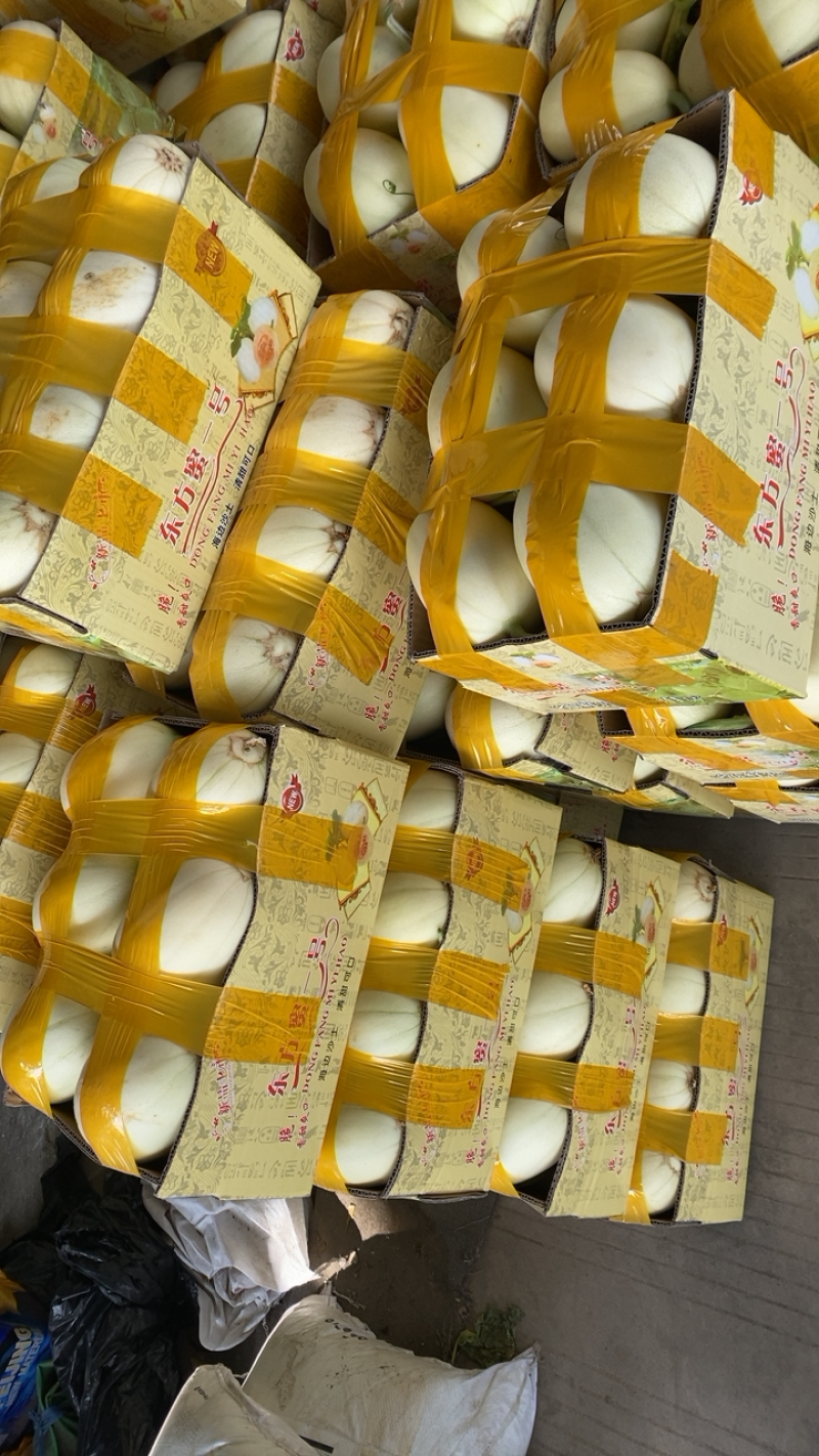 正宗东方蜜上市量大从优质量保证