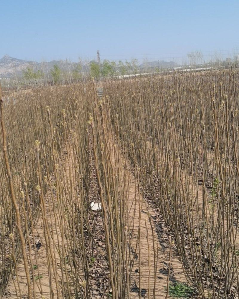 红香酥梨树苗，包技术，包成活，量大便宜