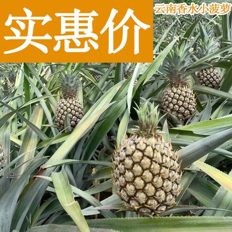 云南香水菠萝当季新鲜水果批发包邮带箱10斤多省包邮免运费