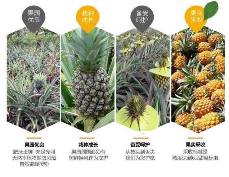 云南香水菠萝当季新鲜水果批发包邮带箱10斤多省包邮免运费