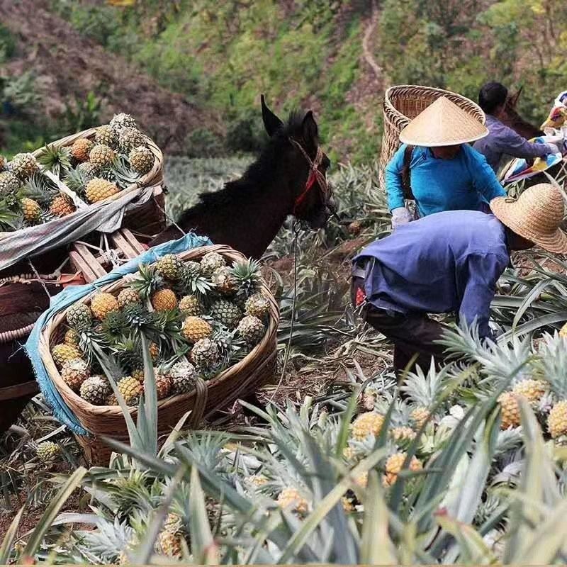 云南香水菠萝当季新鲜水果批发包邮带箱10斤多省包邮免运费