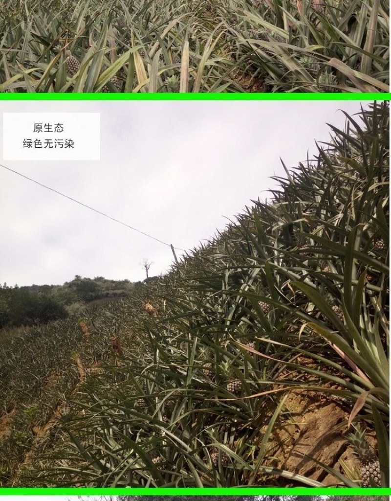 云南香水菠萝当季新鲜水果批发包邮带箱10斤多省包邮免运费