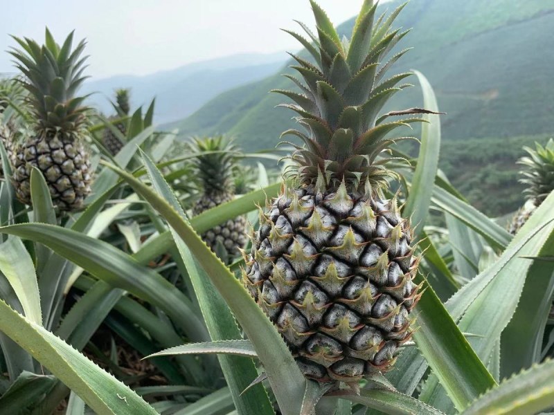 云南香水菠萝当季新鲜水果批发包邮带箱10斤多省包邮免运费