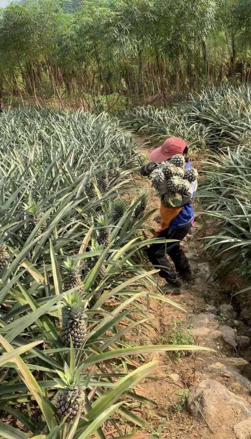 云南香水菠萝当季新鲜水果批发包邮带箱10斤多省包邮免运费