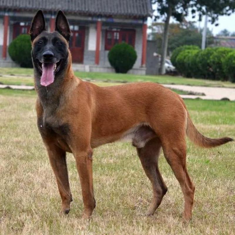 马犬大小公母都有疫苗齐全，支持全国发货自提