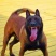 马犬大小公母都有疫苗齐全，支持全国发货自提
