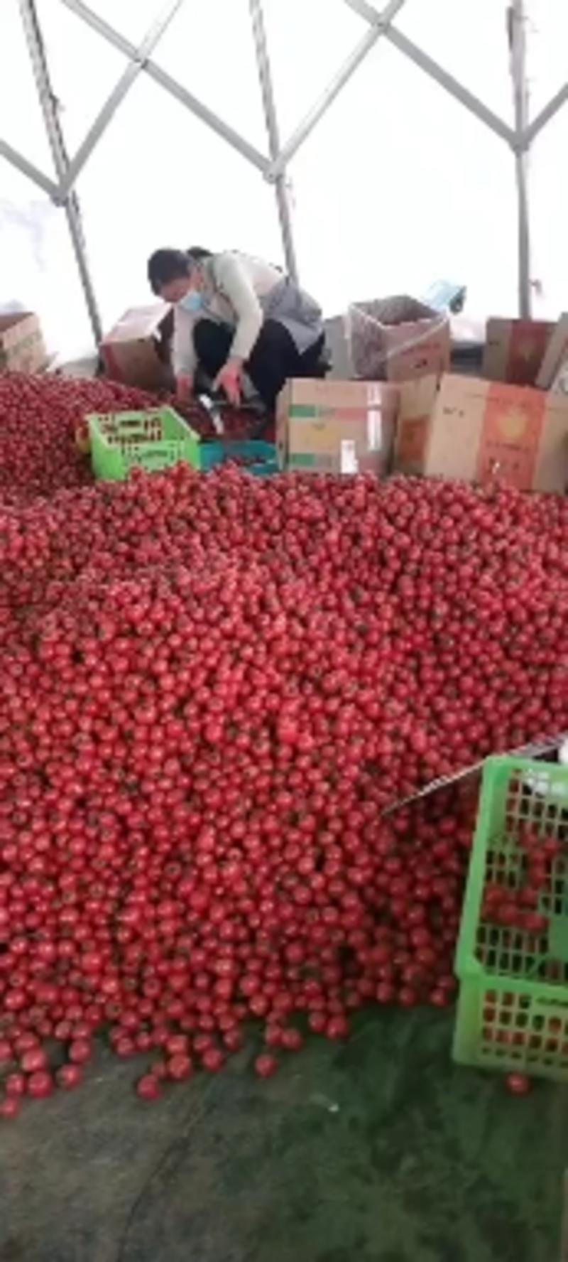 山东圣女果樱桃小番茄一手货源产地直发欢迎订购
