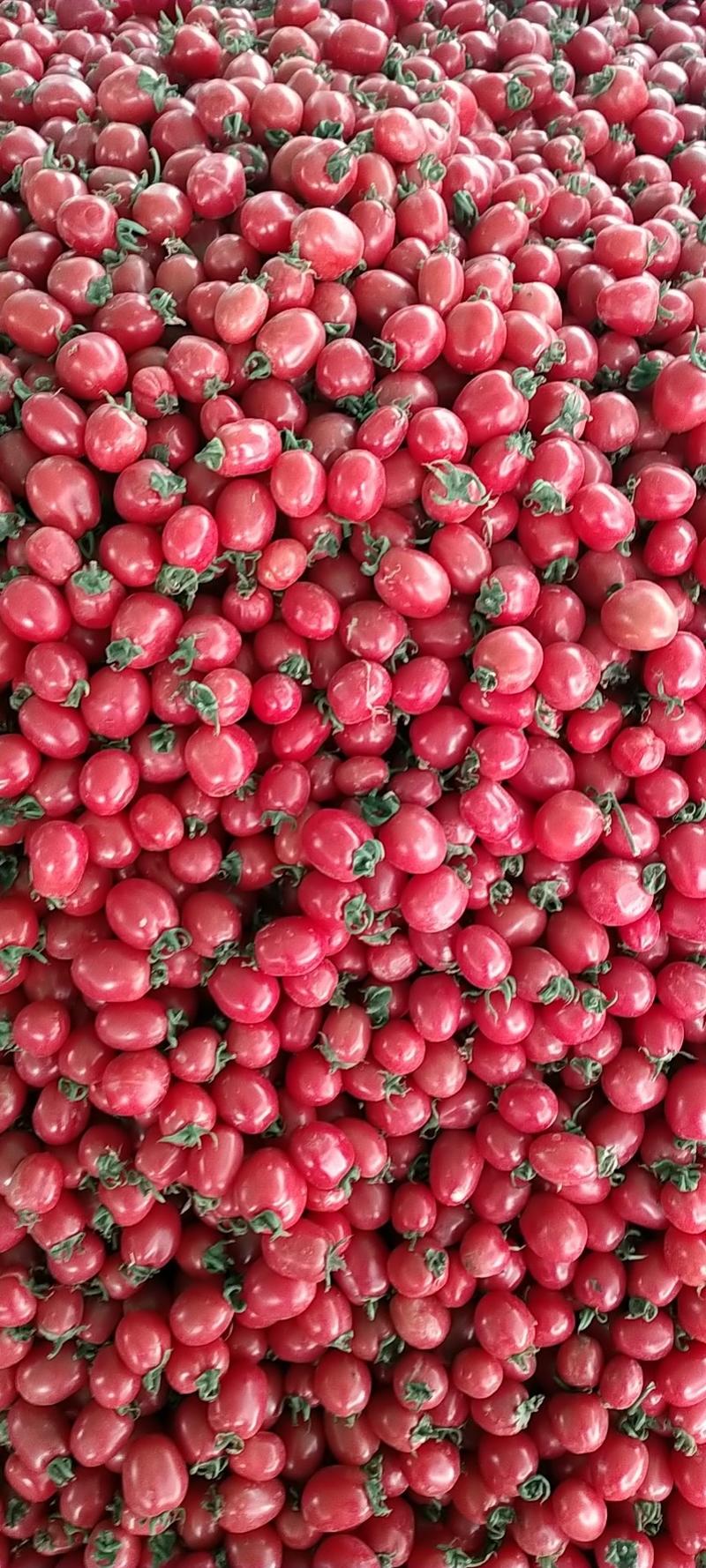 山东圣女果樱桃小番茄一手货源产地直发欢迎订购