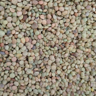 国产绿扁豆，黑扁豆现货