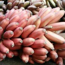 红皮蕉，美人蕉，红皮香蕉，蕉，红香蕉，批发和零售都行