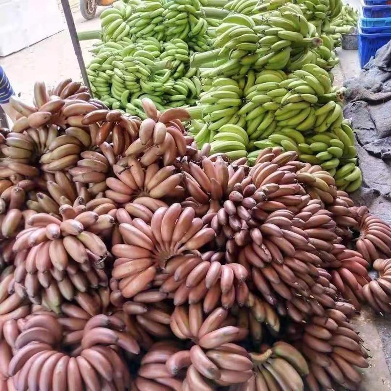 红皮蕉，美人蕉，红皮香蕉，蕉，红香蕉，批发和零售都行
