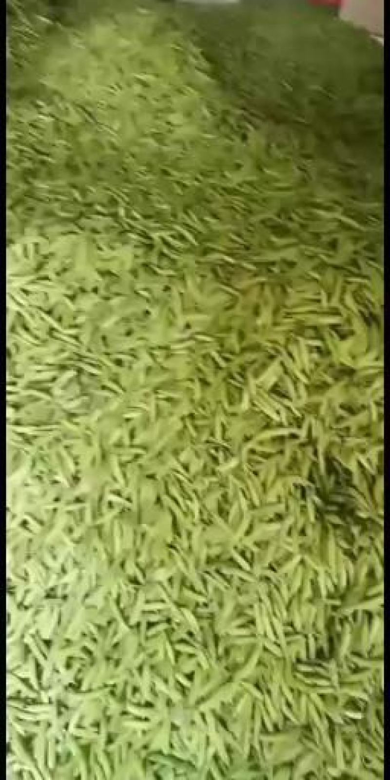 青豌豆，籽粒饱满，己上市，基地直发，代发全国市场