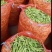 青豌豆，籽粒饱满，己上市，基地直发，代发全国市场