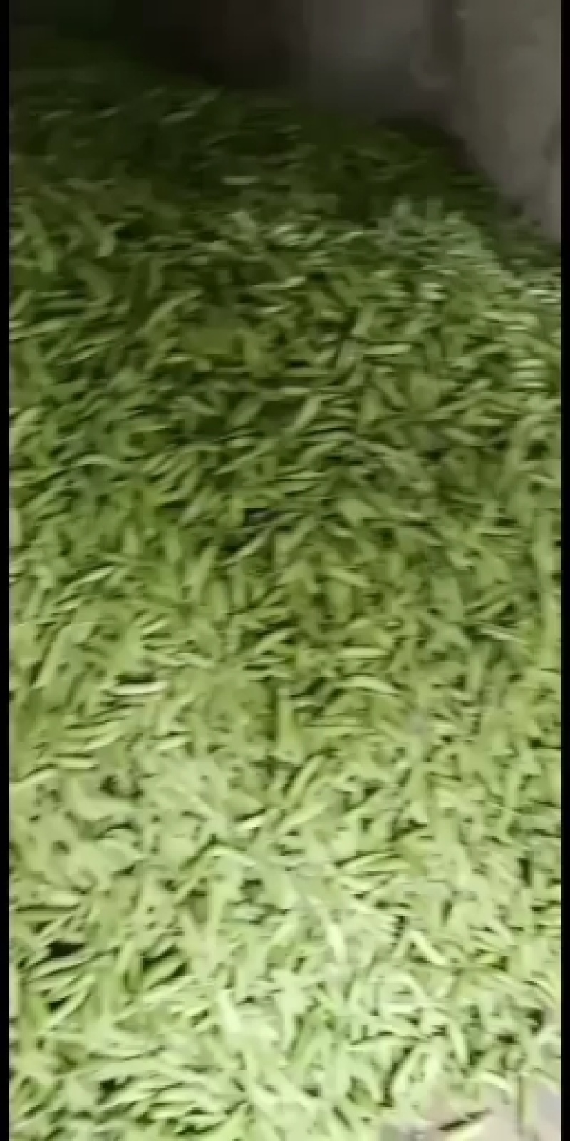 青豌豆，籽粒饱满，己上市，基地直发，代发全国市场