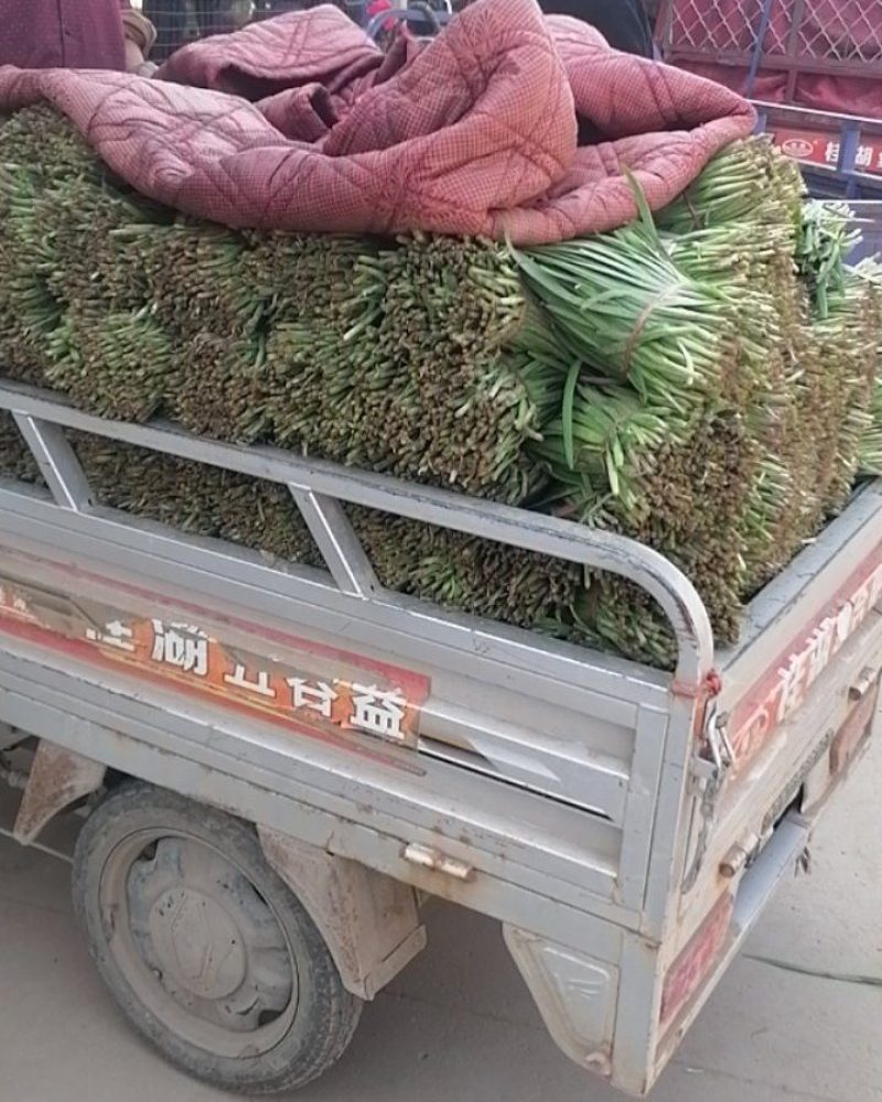 石家庄陆地韭菜二茬种植基地老王韭菜代收可视频看货
