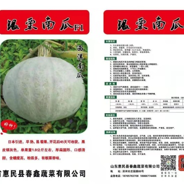银栗南瓜种子，700粒装，批发，零售，基地供应