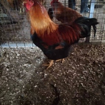 鸡苗清远麻鸡苗包疫苗包诚信经营品种质量