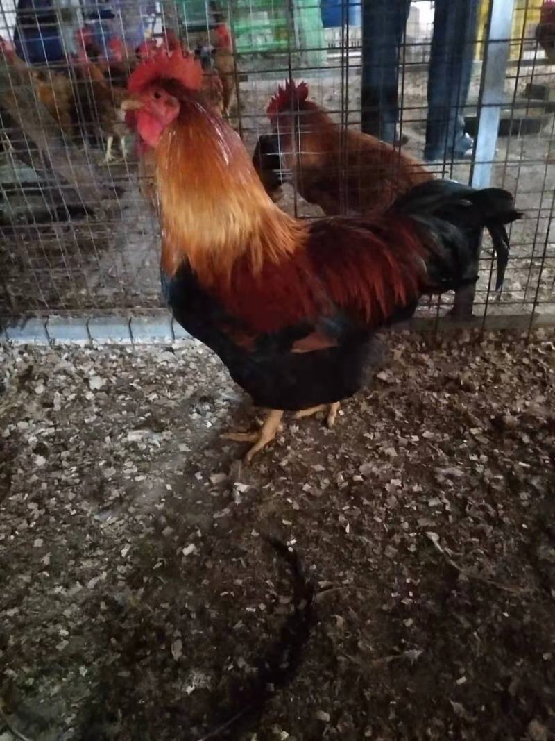 鸡苗清远麻鸡苗包疫苗包诚信经营品种质量