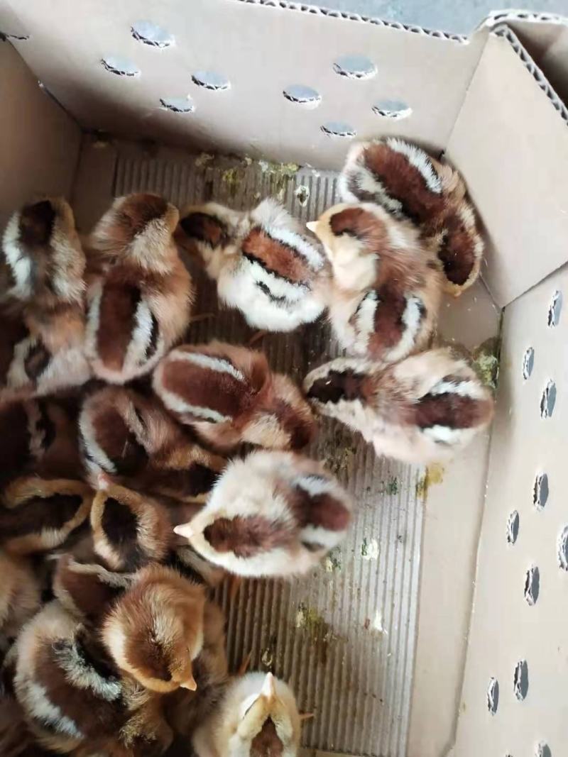 鸡苗清远麻鸡苗包疫苗包诚信经营品种质量