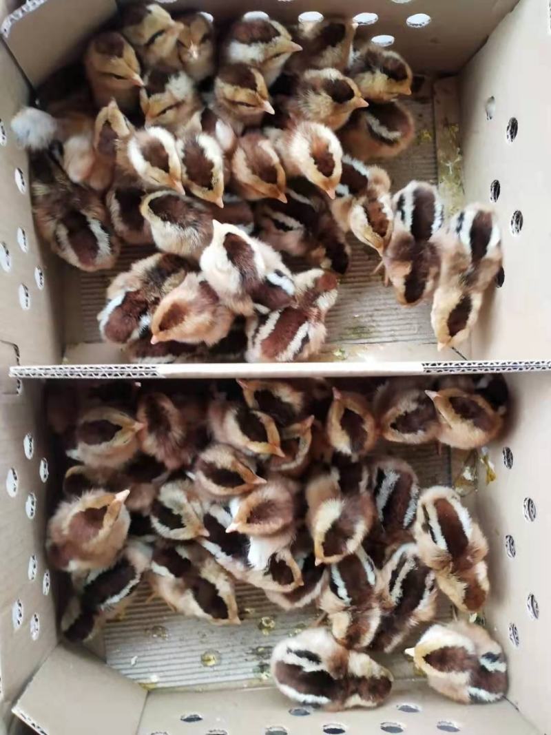 鸡苗清远麻鸡苗包疫苗包诚信经营品种质量