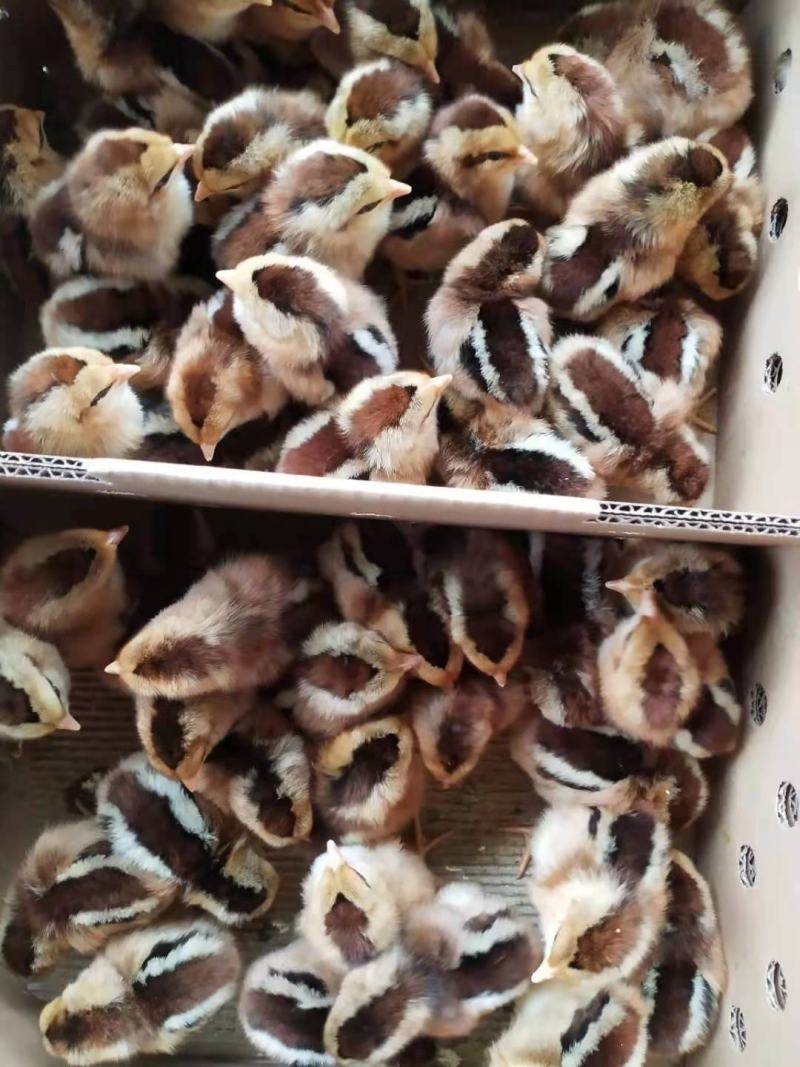 鸡苗清远麻鸡苗包疫苗包诚信经营品种质量